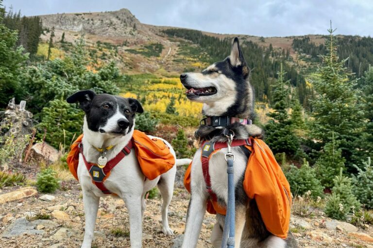 Dog-friendly fall leaf-peeping guide: Denver, Colorado