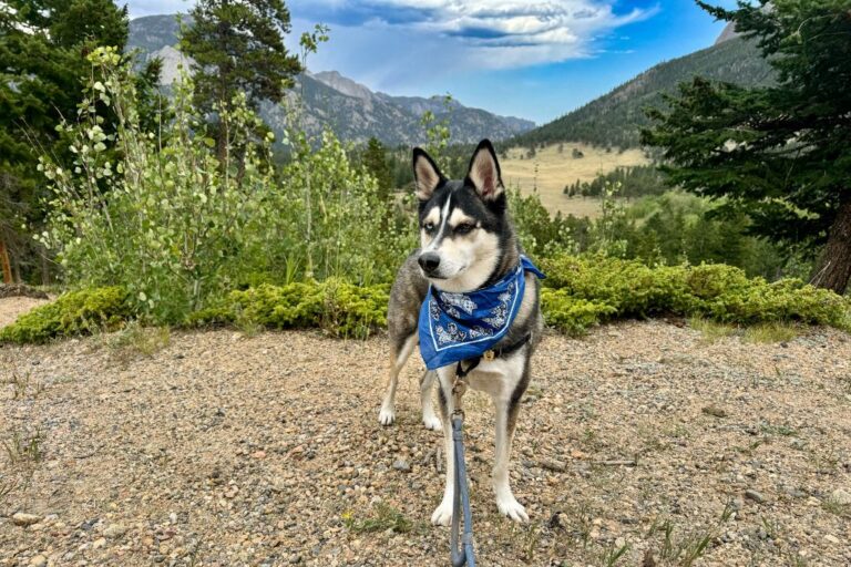 Rocky Mountain National Park, Colorado: Dog-friendly guide