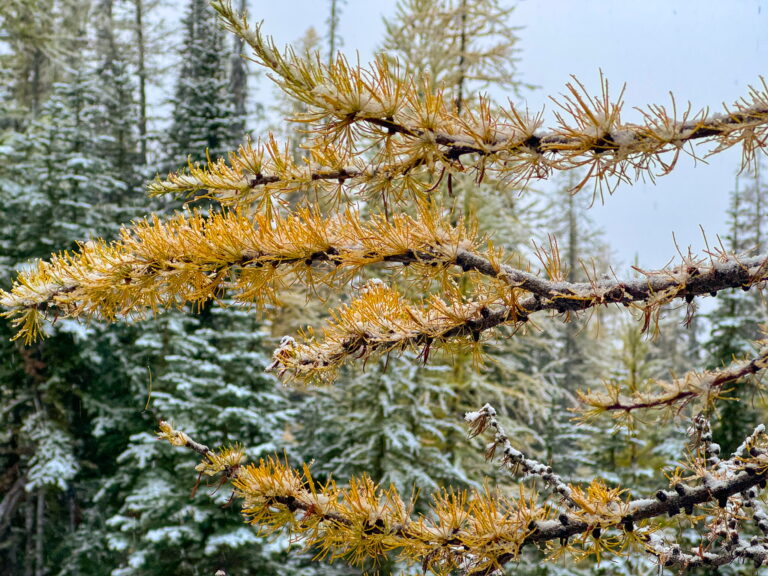 6 dog-friendly larch hikes in Washington State: Misadventures of a girl & her dogs