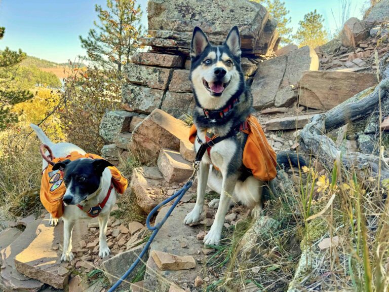 13 dog-friendly spooky season hikes in Colorado: Abandoned places, hauntings, cryptid encounters, & more!