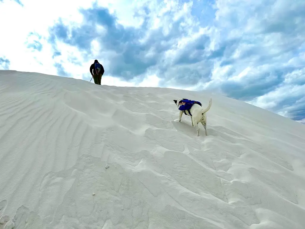 man and dog climbing white sand dune