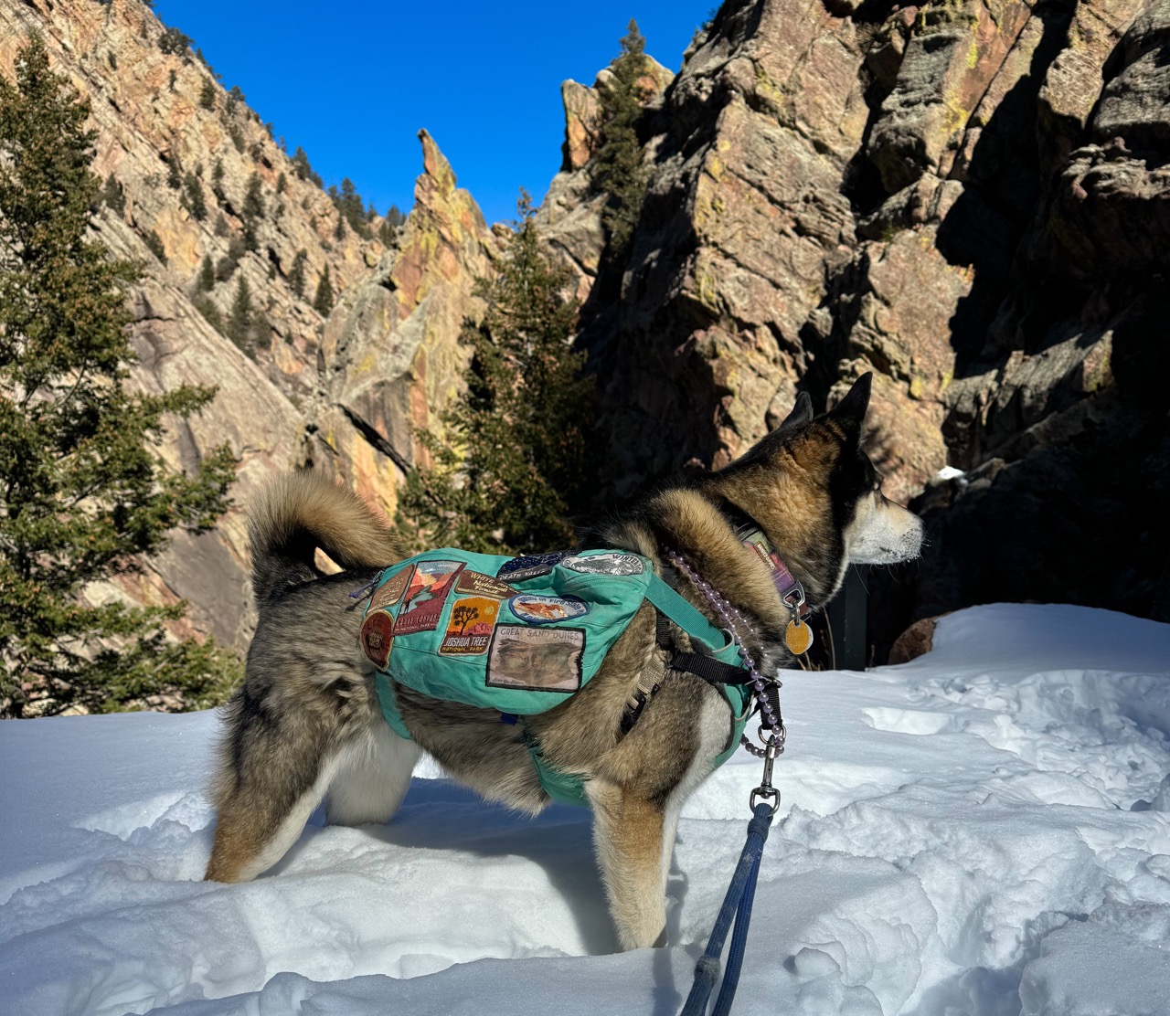 dog in backpack standing in the snow in front of mountains