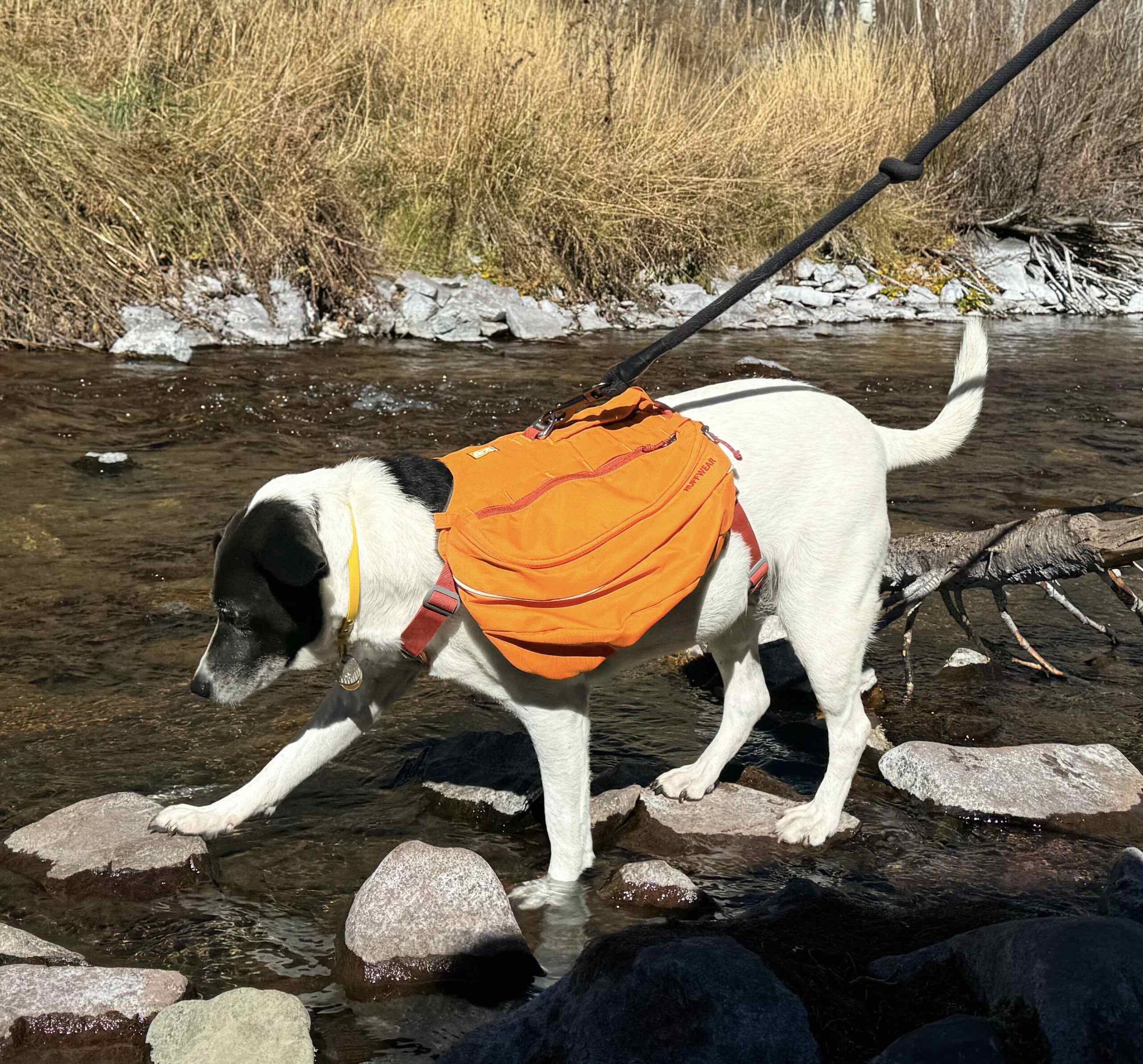 dog in orange backpack