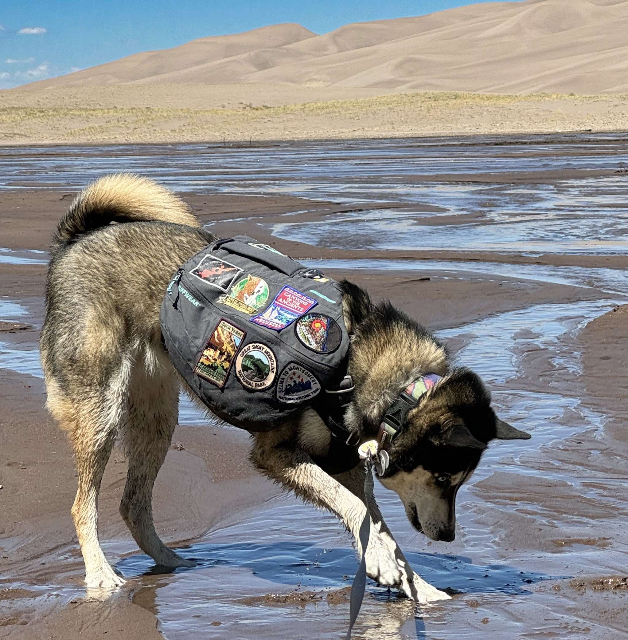 dog in backpack