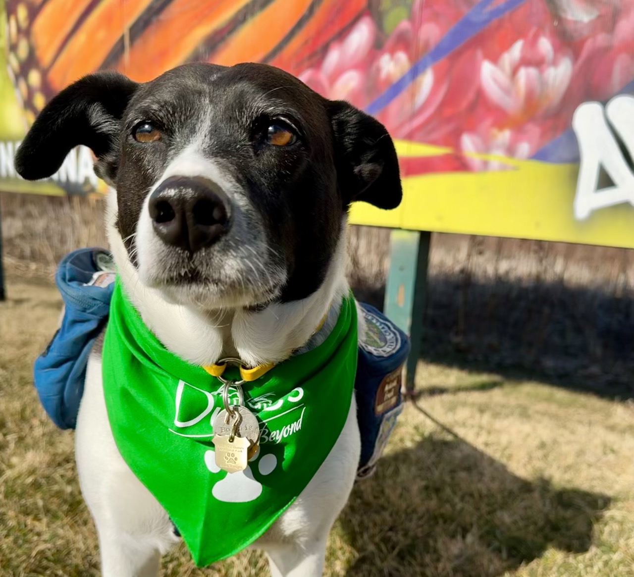 dog in front of graffiti wall