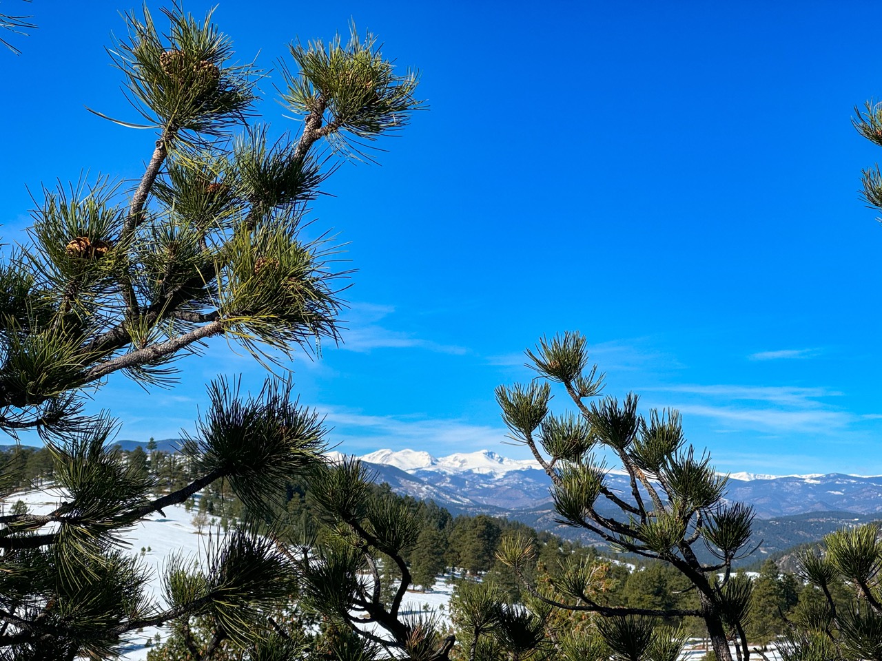 snowy mountains in the distance, with pine branches in the foreground