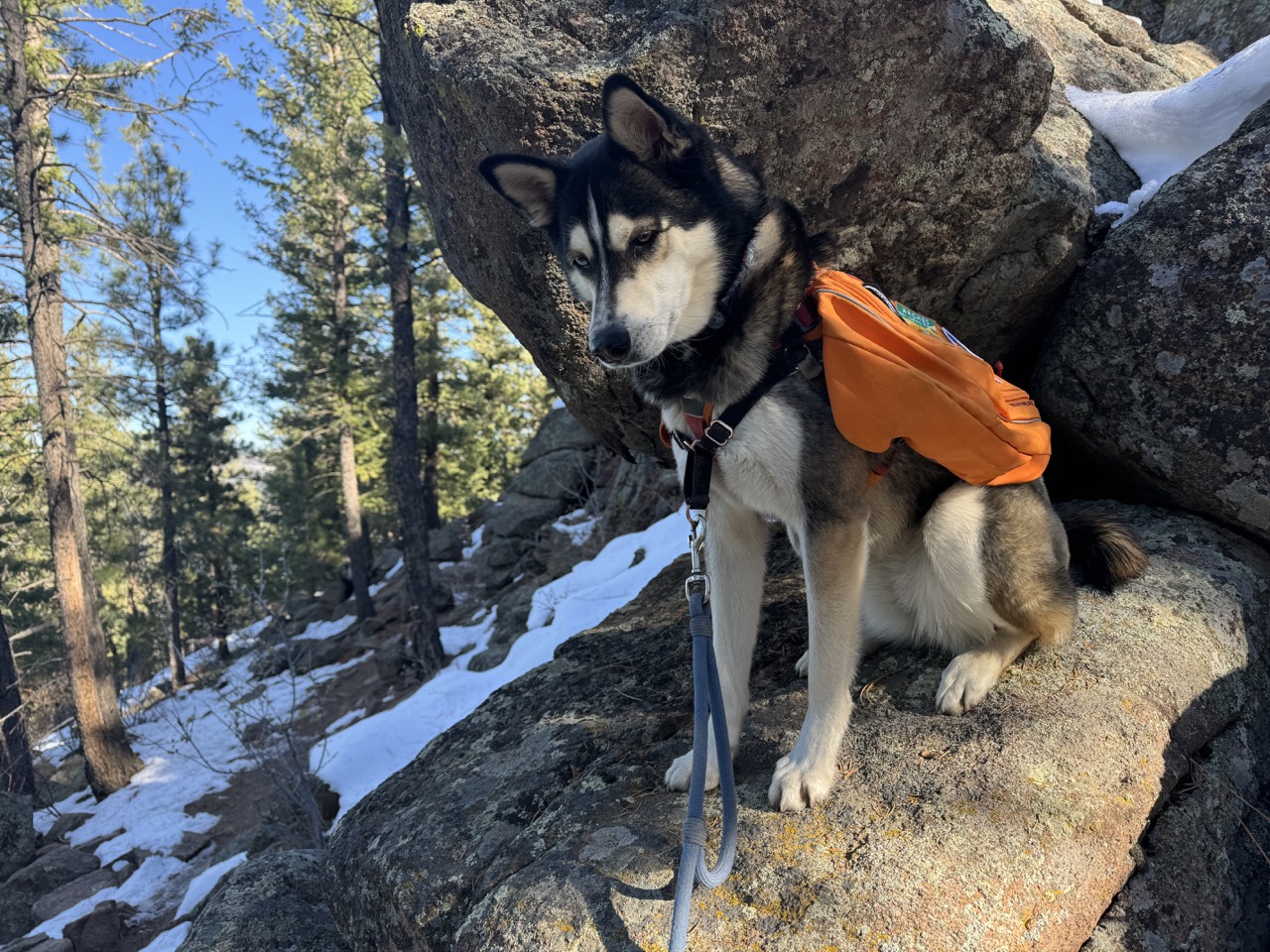 Dog in orange backpack sitting on a snowy rock