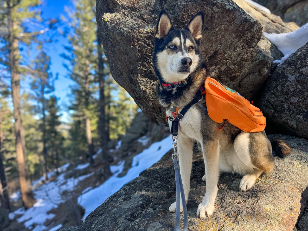 dog in hiking backpack, sitting on snowy rocks