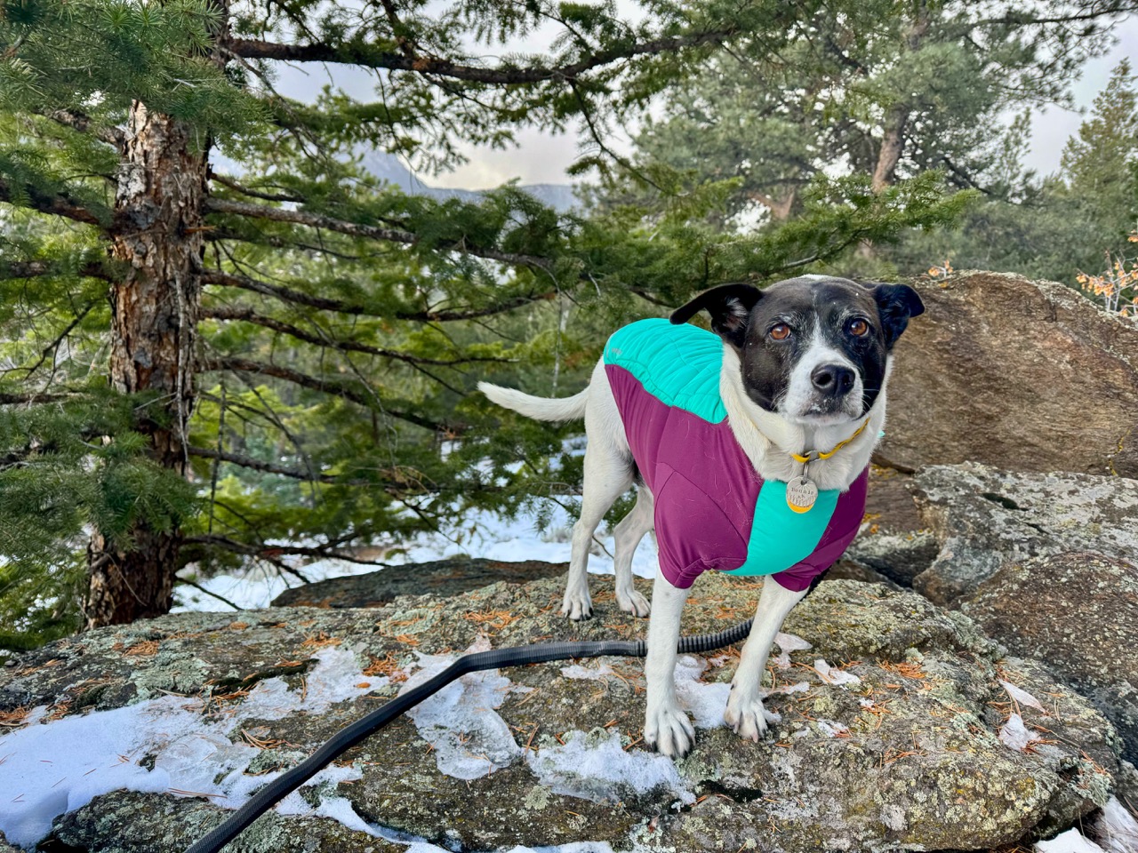 dog in maroon & aqua jacket standing on a snowy rock