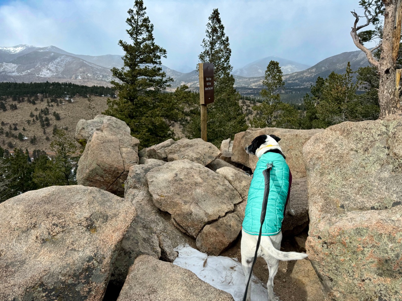 Dog in a hiking jacket, standing on rocks, looking at mountains