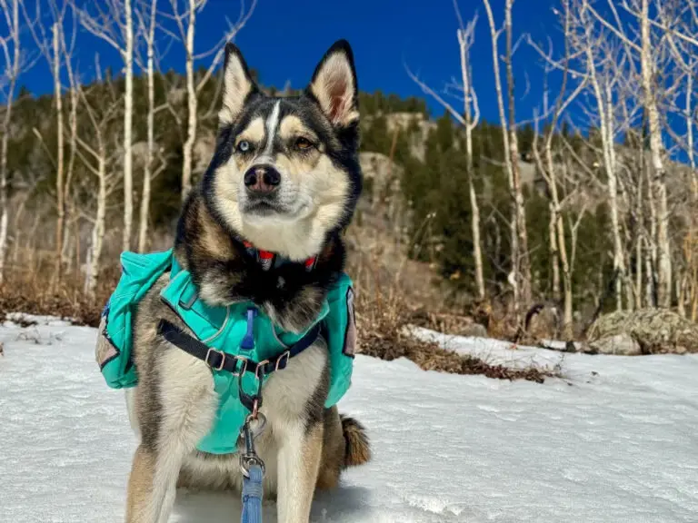 10 dog-friendly winter hikes along Colorado’s Front Range