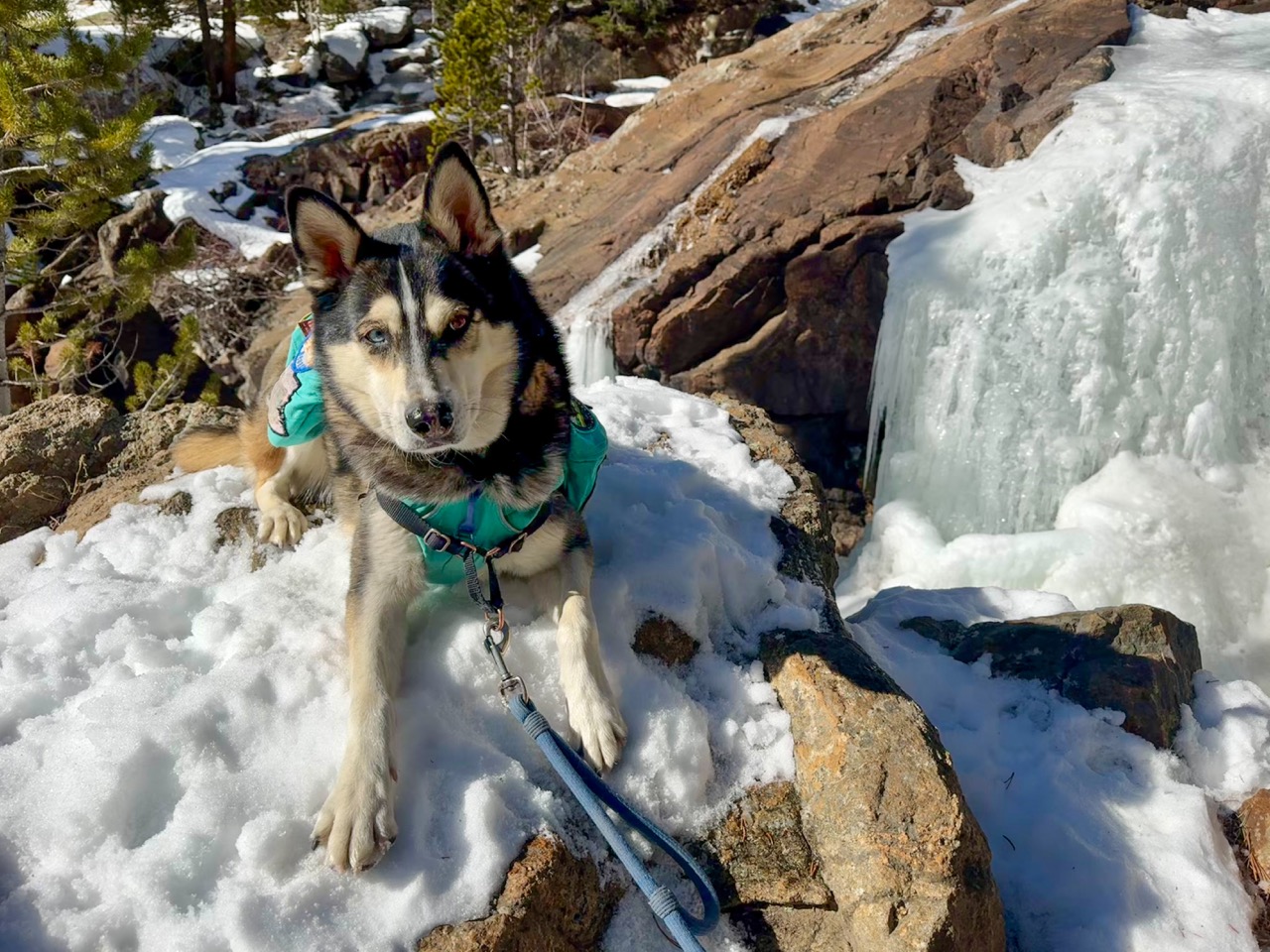 Dog sitting on snow in front of a frozen waterfall