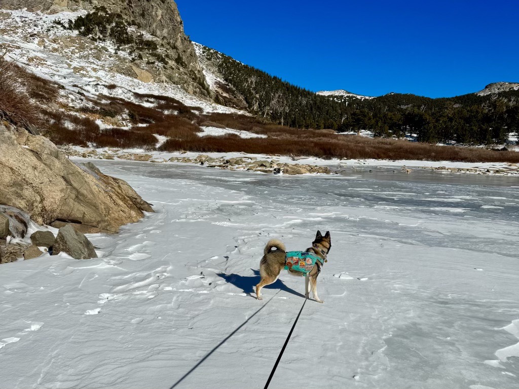 dog standing on an icy lake in the mountains