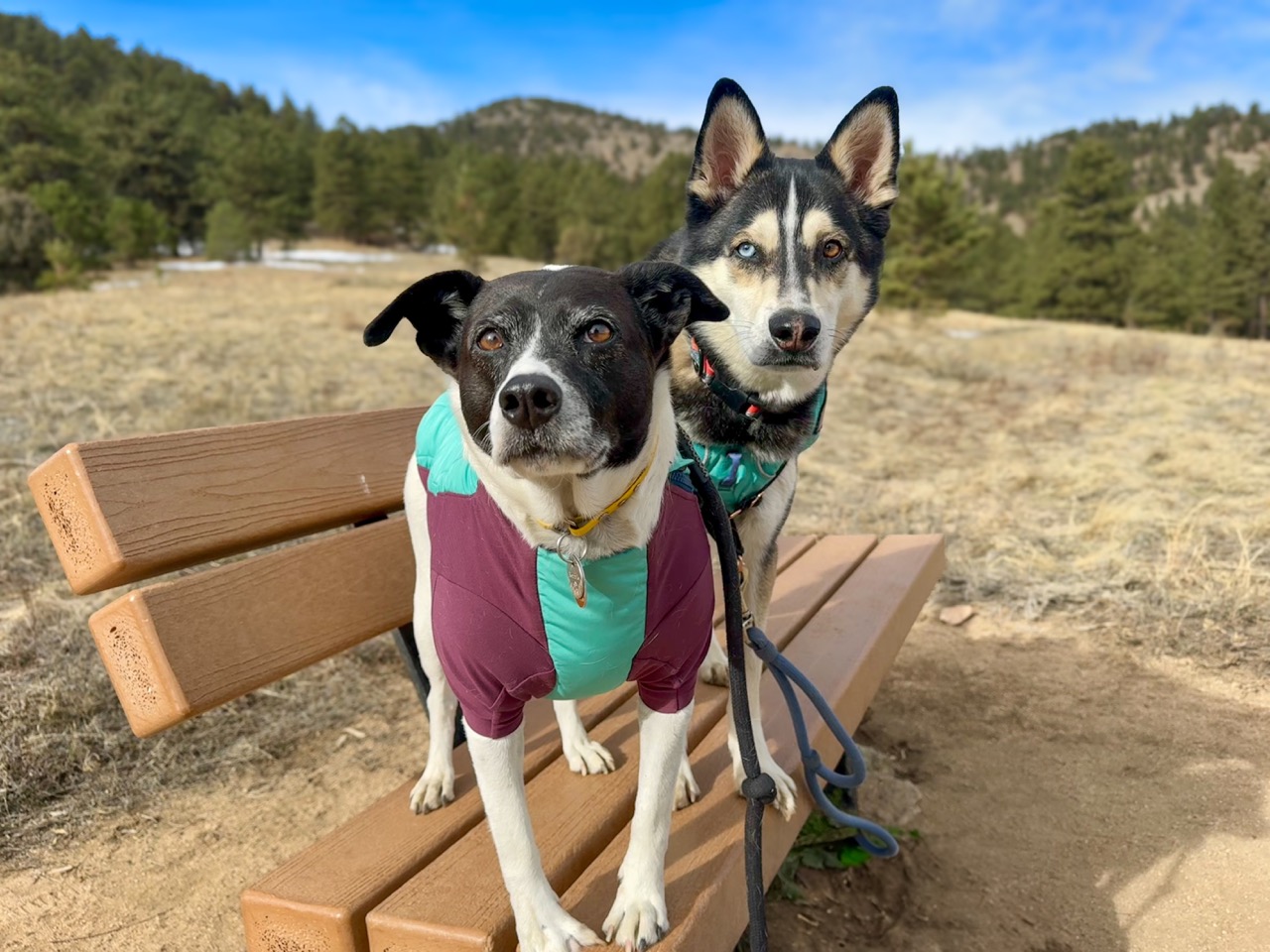 two dogs standing on a bench in the mountains, looking at the camera