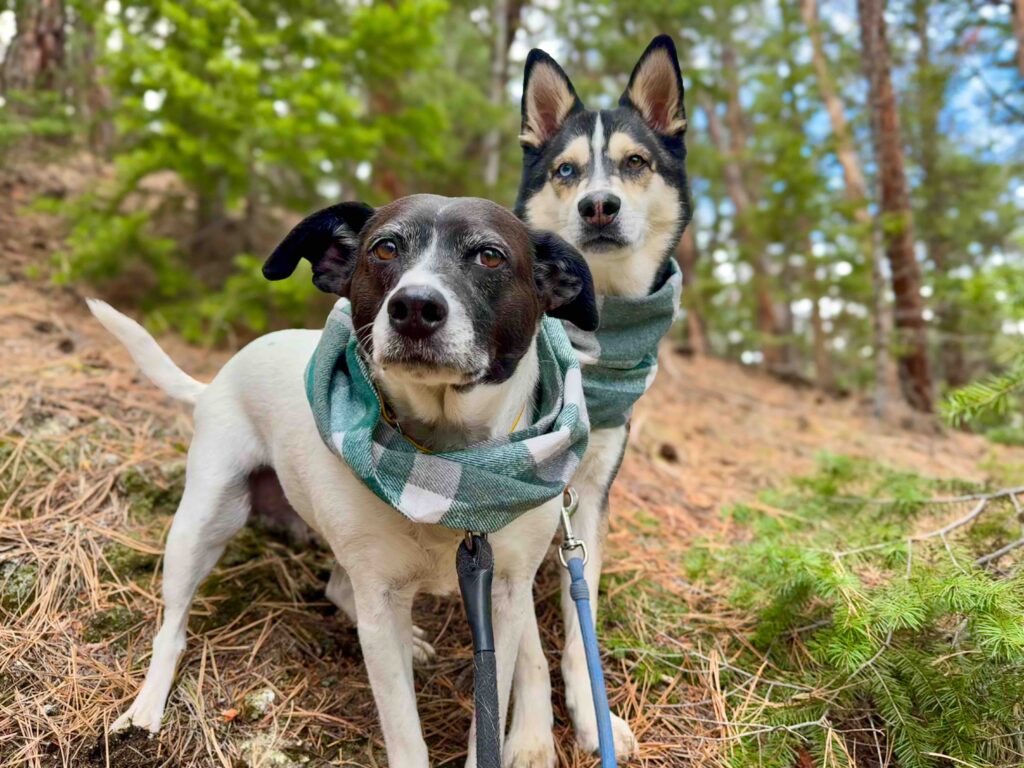 two dogs in winter scarves