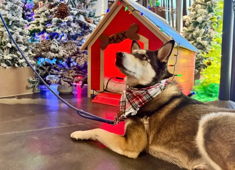 2024 holiday gift guide for outdoorsy dog-lovers