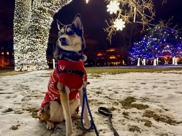 16 Dog-friendly holiday lights displays: Colorado’s Front Range