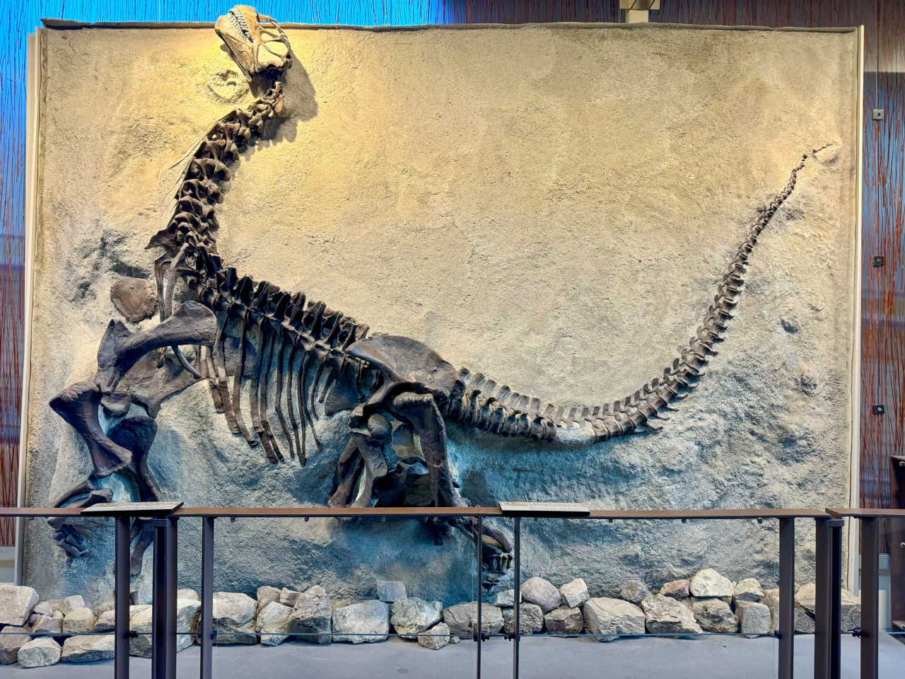 Dinosaur fossil skeleton