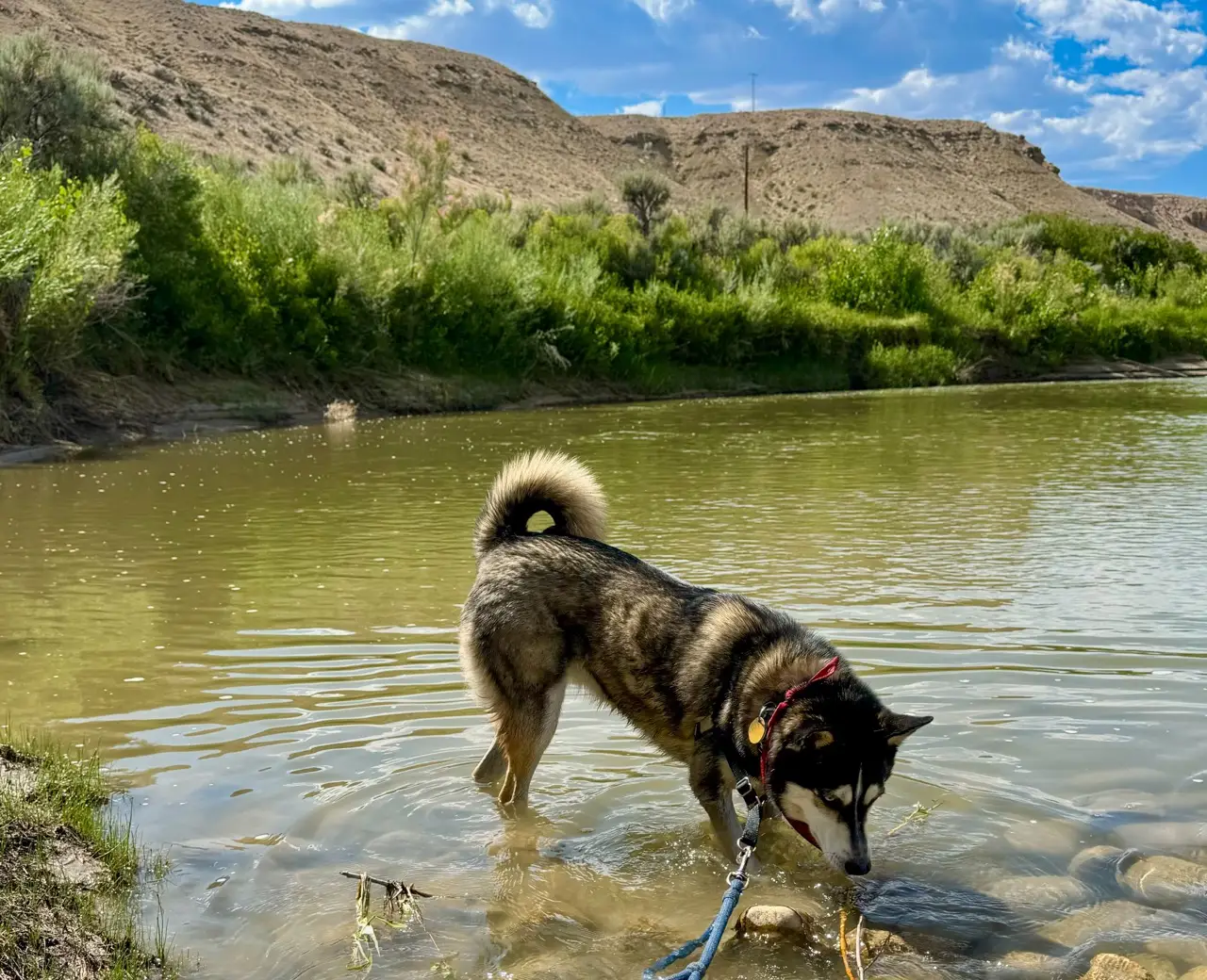 Dog splashing in river