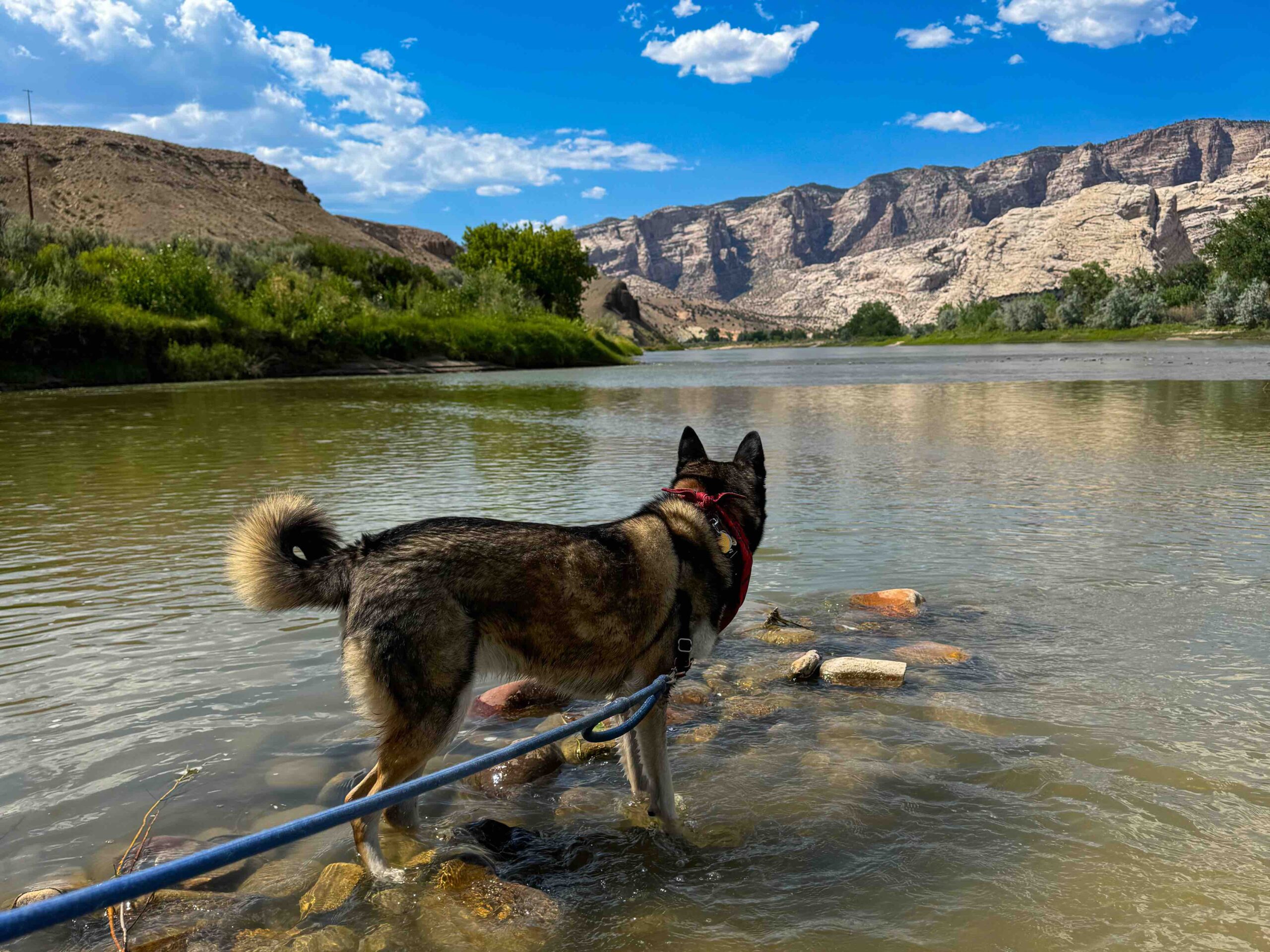 Dog standing in river, looking at rock formations