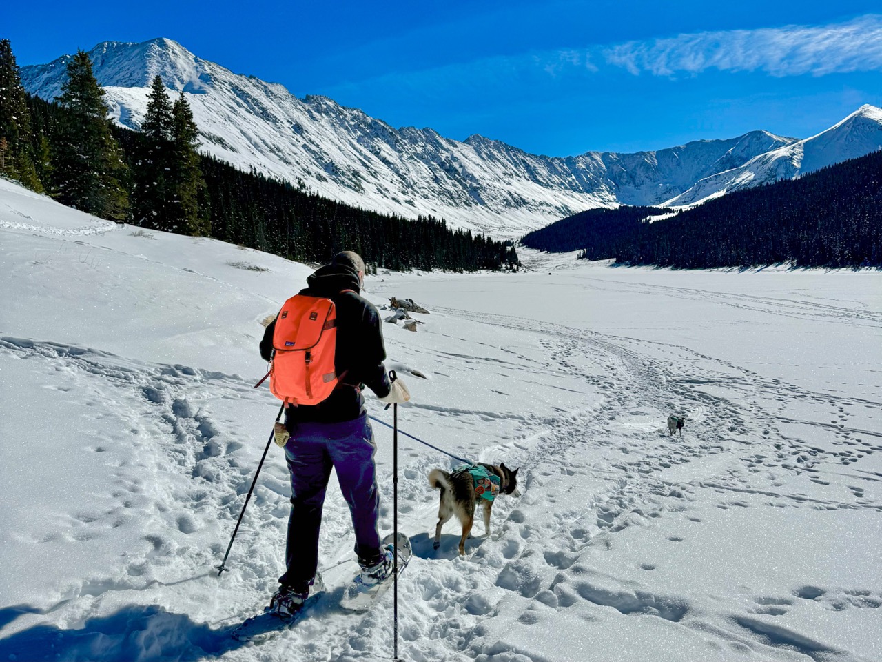 A person snowshoeing in a snowy mountain landscape with two dogs