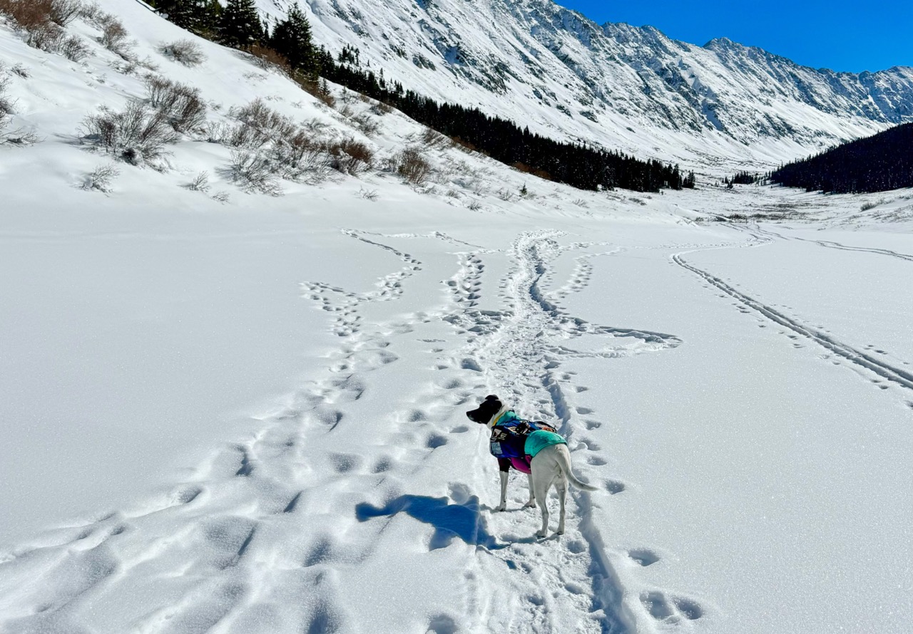 A dog standing in a snowy landscape wearing a jacket