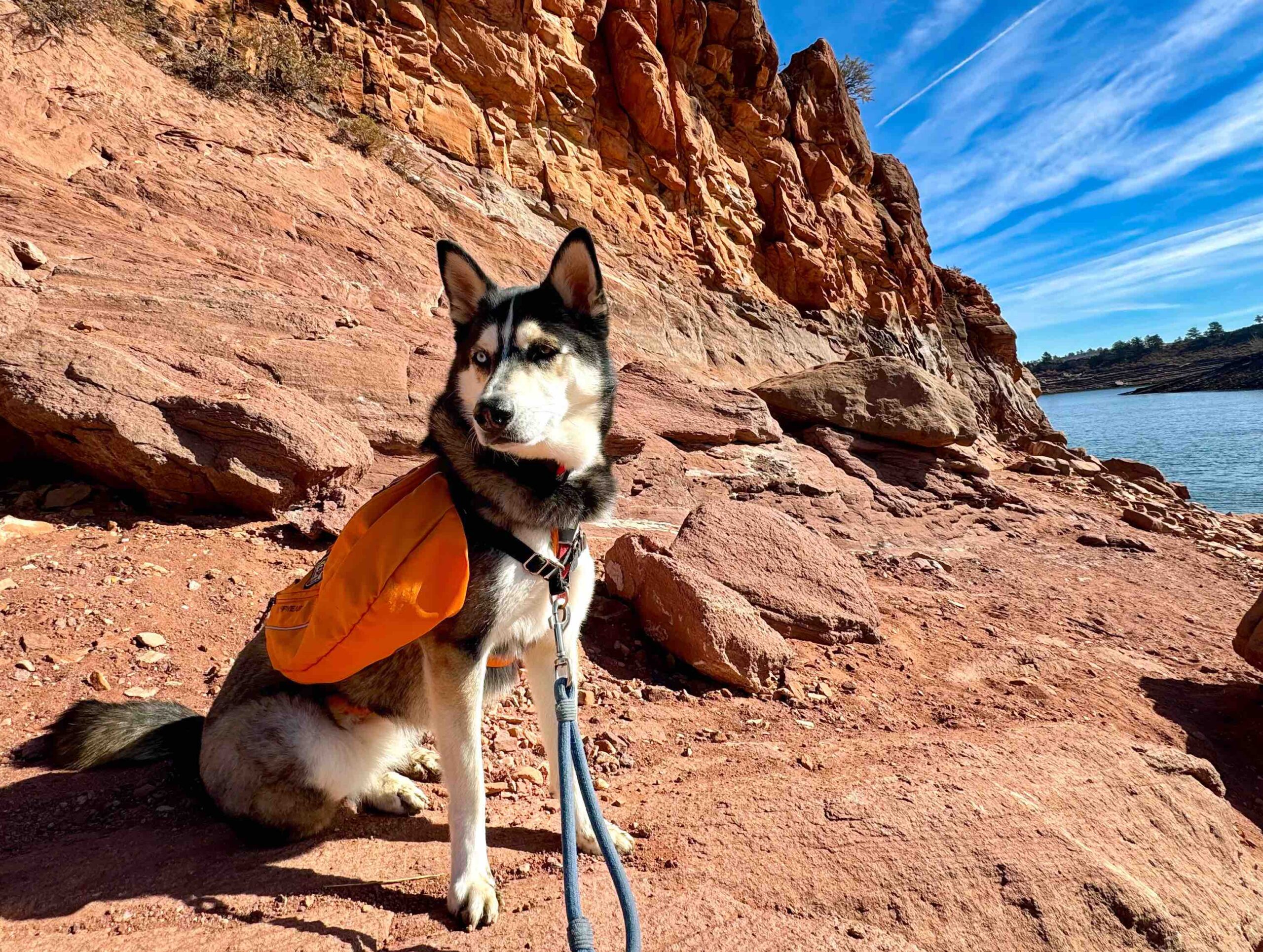 Dog standing on red rocks, wearing orange backpack