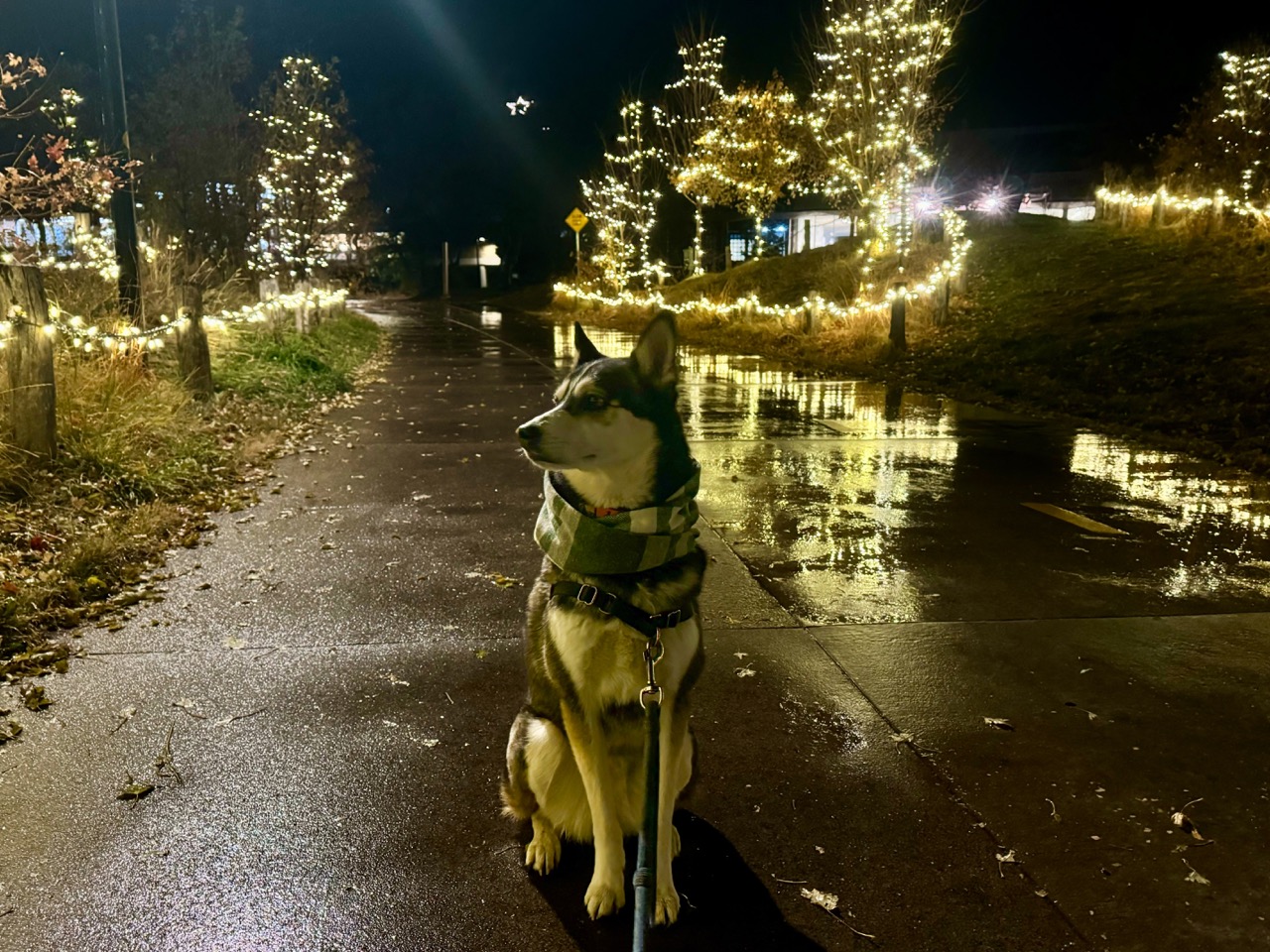 Dog standing in front of white Christmas lights display