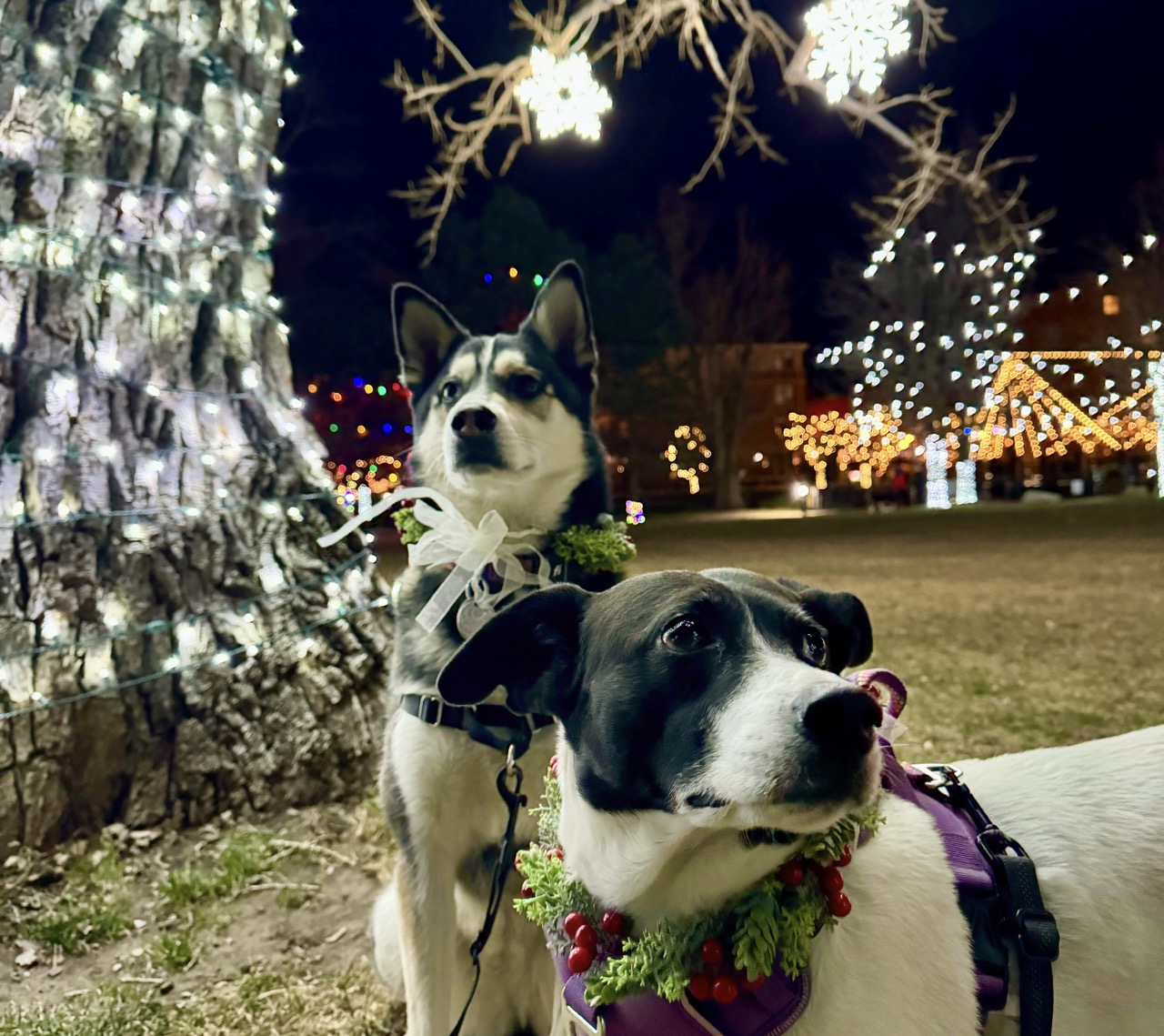 Two dogs standing in front of trees with Christmas lights