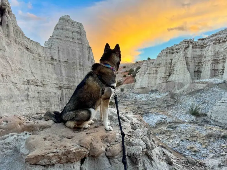 Abiquiú, New Mexico: Dog-Friendly Adventure Guide to Georgia O’Keeffe Country