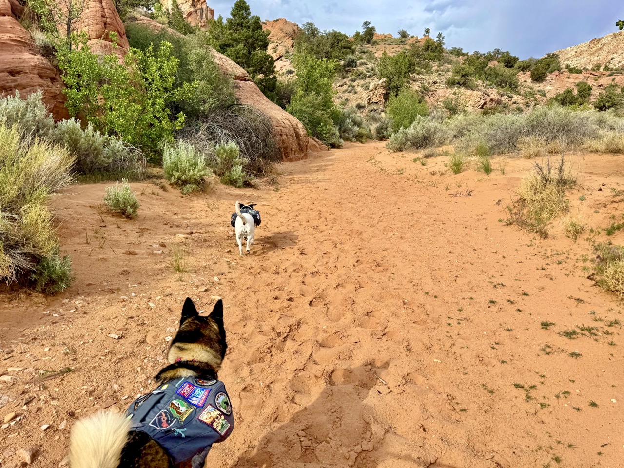 Two dogs running through deep, red sand in the Utah desert
