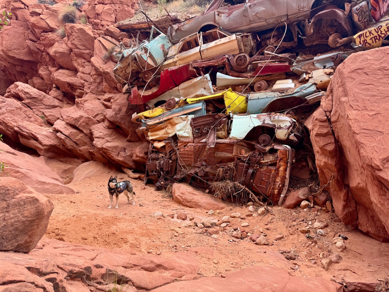 Dog standing in front of a stack of crushed old cars in Catstair Canyon, Utah