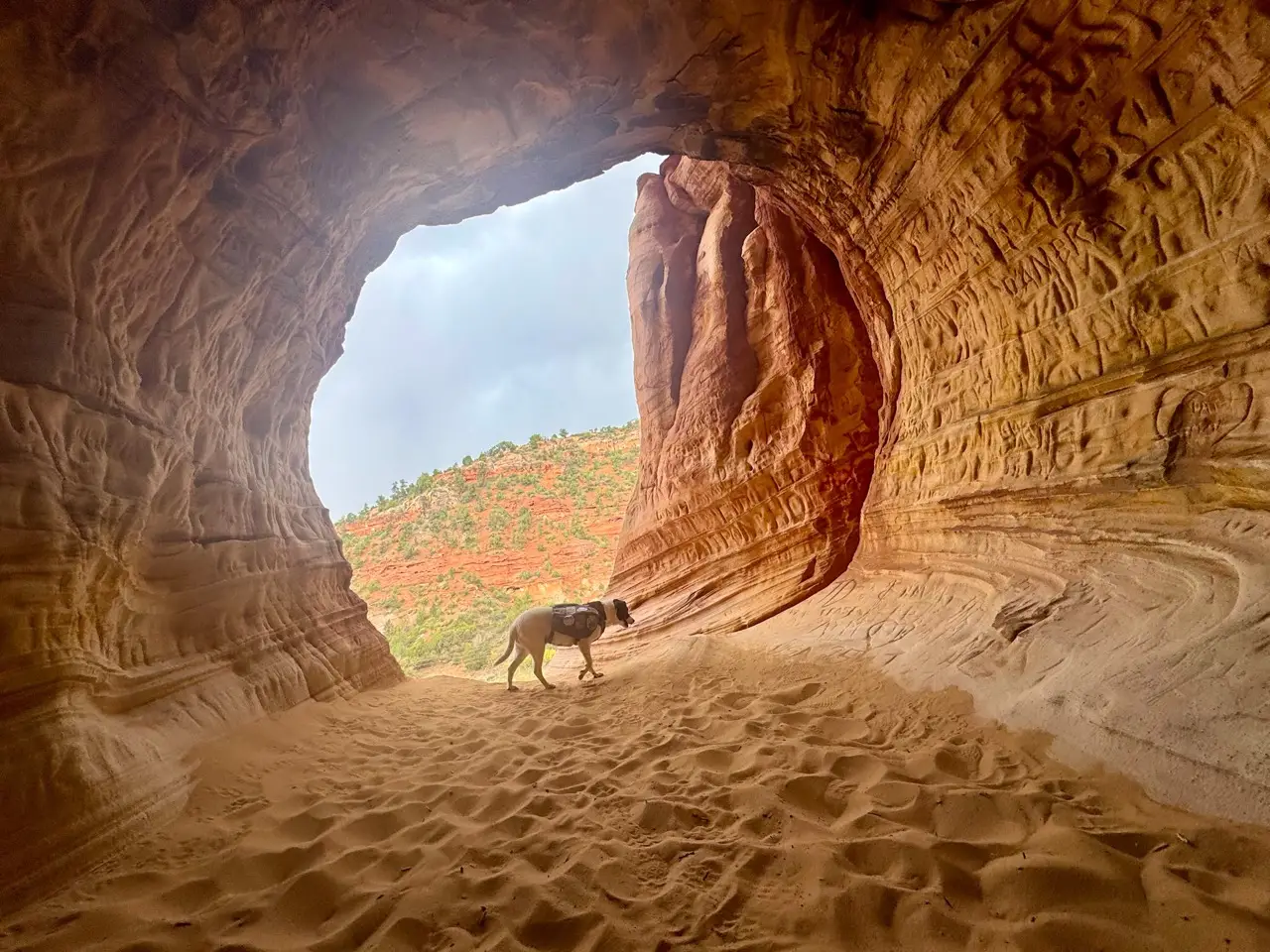Dog walking in sand cave in Kanab, Utah