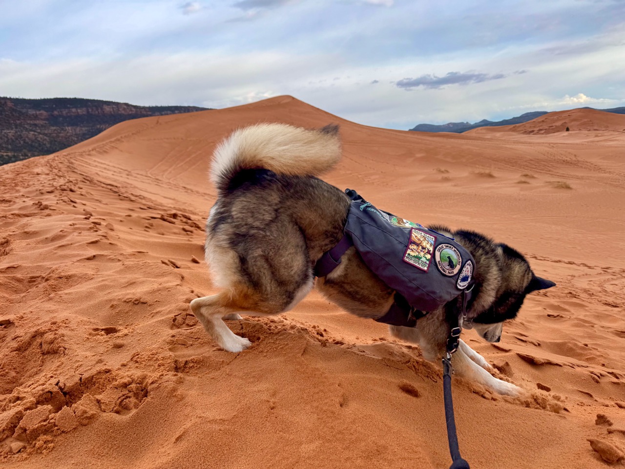 Dog playing on a sand dune at Coral Pink Sand Dunes State Park, Utah