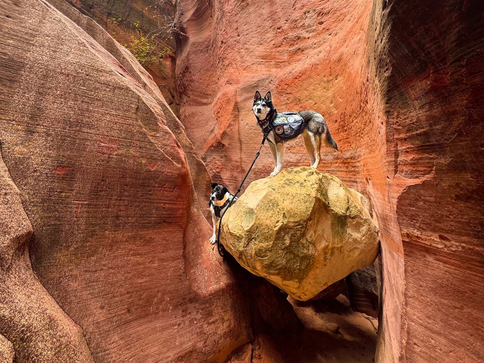 Two dogs in a rod rock slot canyon in Utah