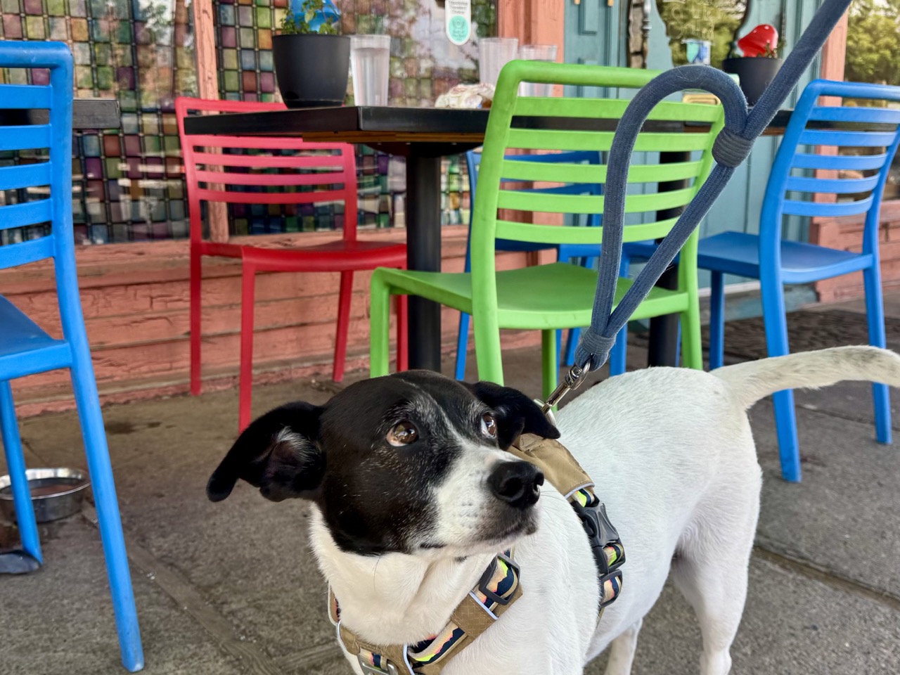 Dog standing in front of colorful restaurant tables.